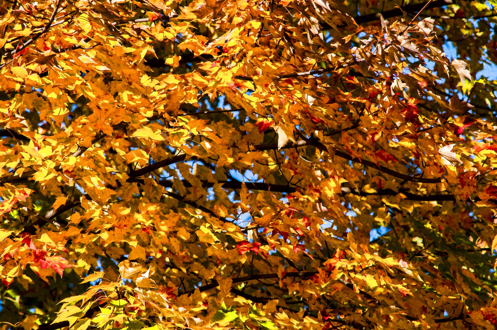 Image of Autumn Equinox Quiz