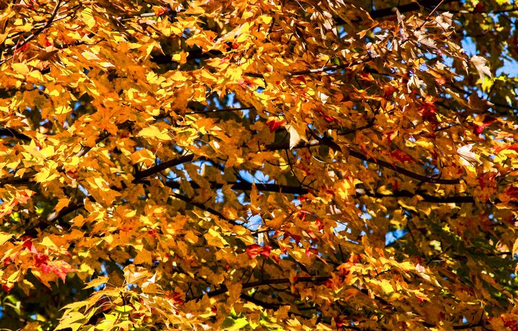 Image of Autumn Equinox Quiz