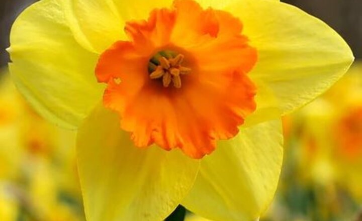 Image of 10P Flower Pots