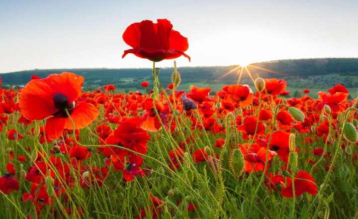 Image of Remembrance Day Poppy Sales 