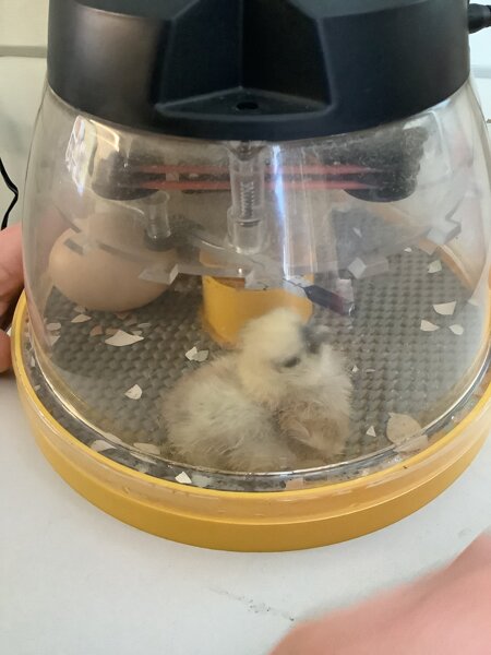 Image of Chick update!  We’re Hatching! 