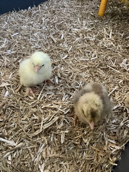 Image of Sycamore chicks - let’s get settled into our new home ! 