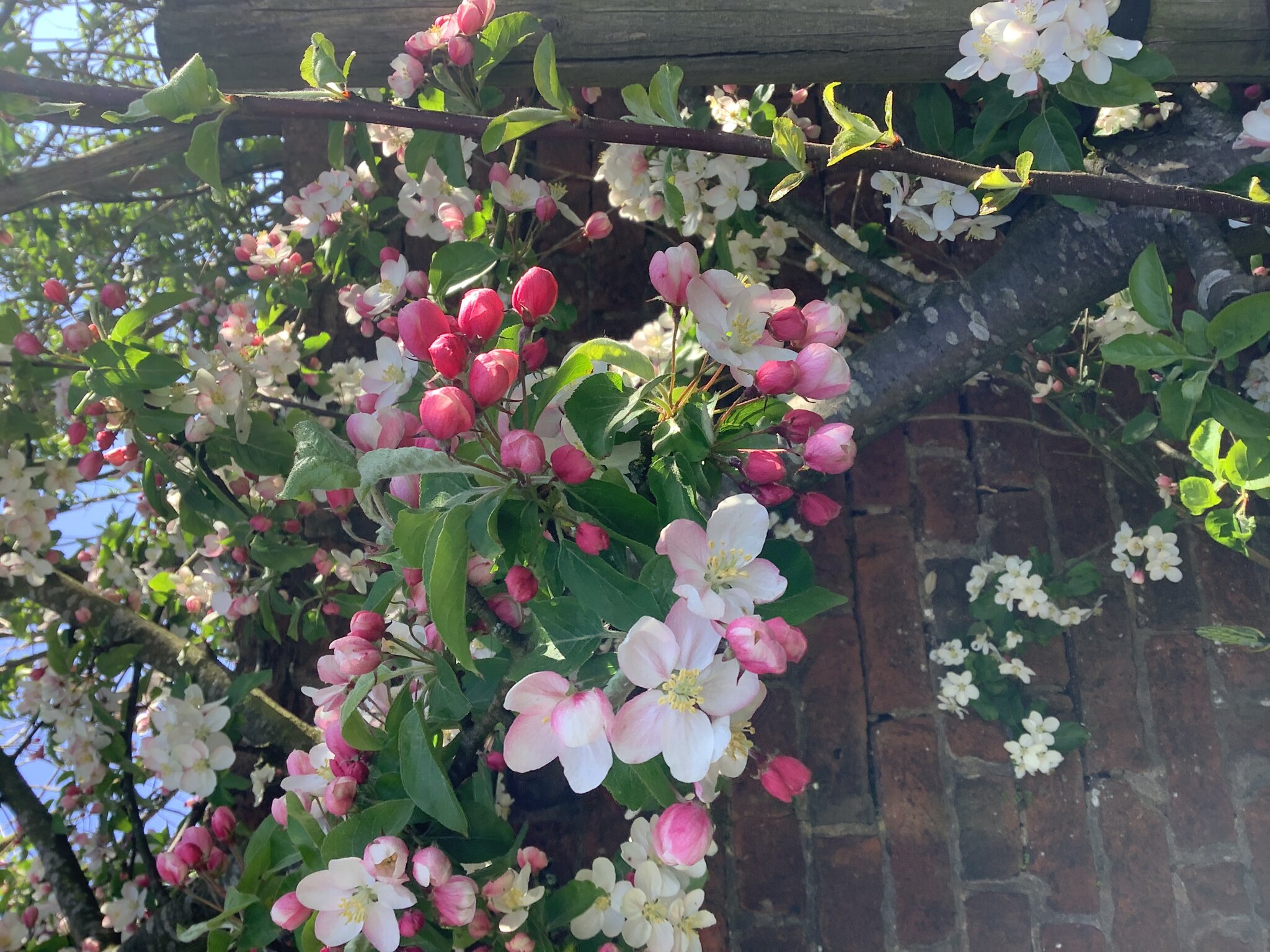 Image of 10A- Earth Day, Chorley In Bloom and St George’s Day 