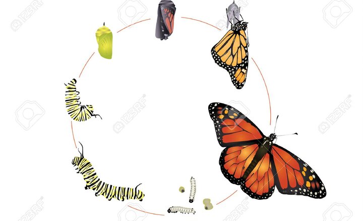 Image of EYFS - Lifecycle of a butterfly