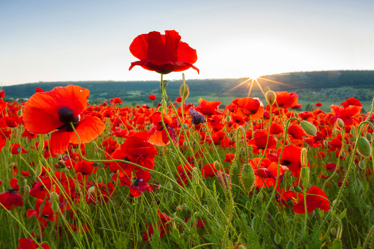 Image of Remembrance Service