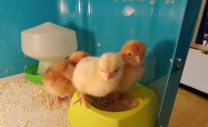 Image of Chicks in Reception