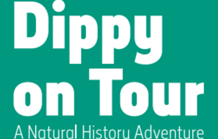 Image of Dippy on Tour!