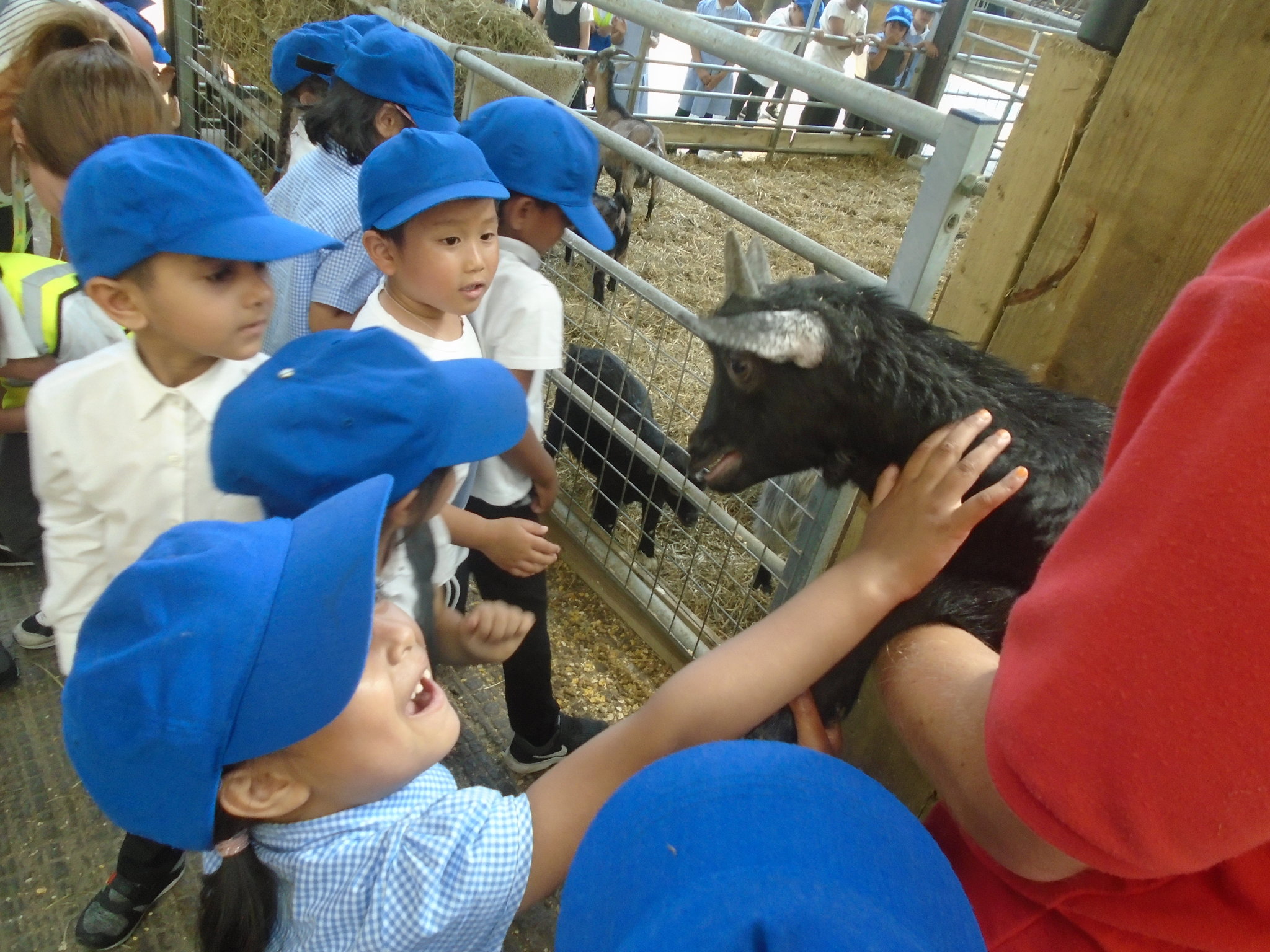 Image of News Report - Reception's Trip to the Farm