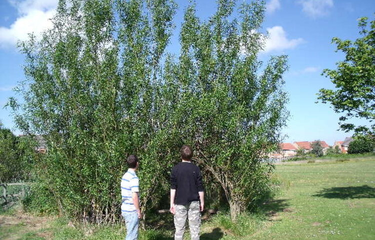 Image of Community Work