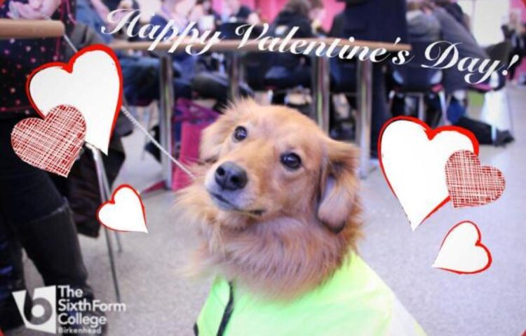 Image of Bear the Bio-Detection Dog Visits on Valentine’s