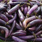 Aubergine