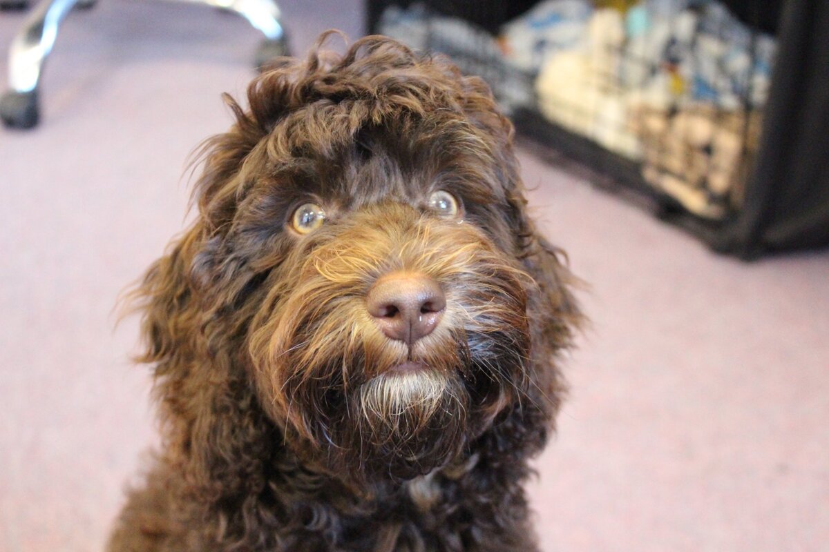 Meet Stanley our School Therapy Dog | Blackpool Gateway Academy