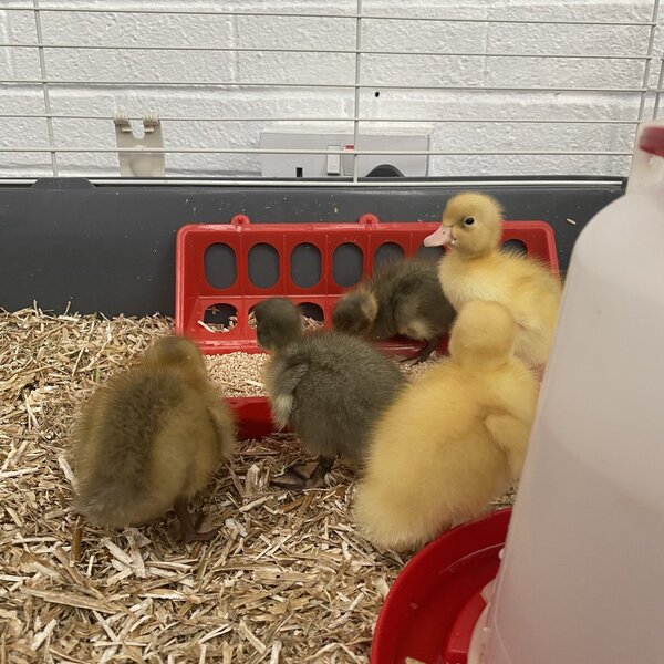 Image of Early Years Ducklings 