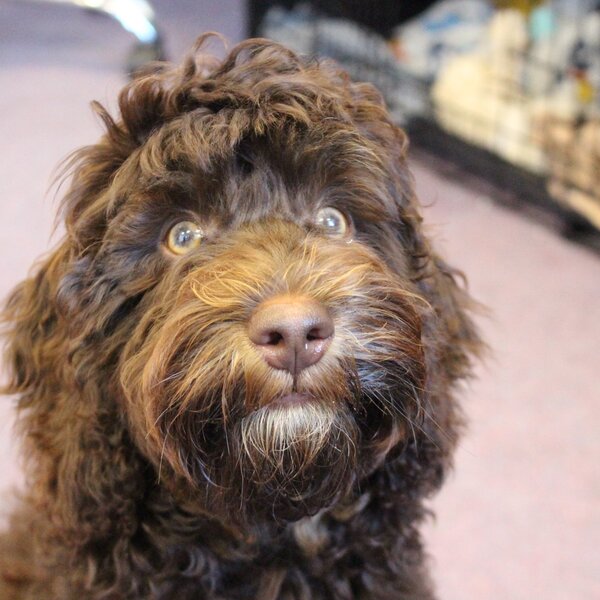 Image of Meet Stanley our School Therapy Dog 