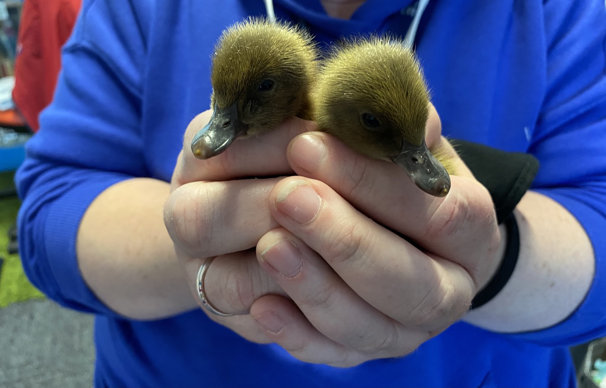 Image of Ducklings in Reception