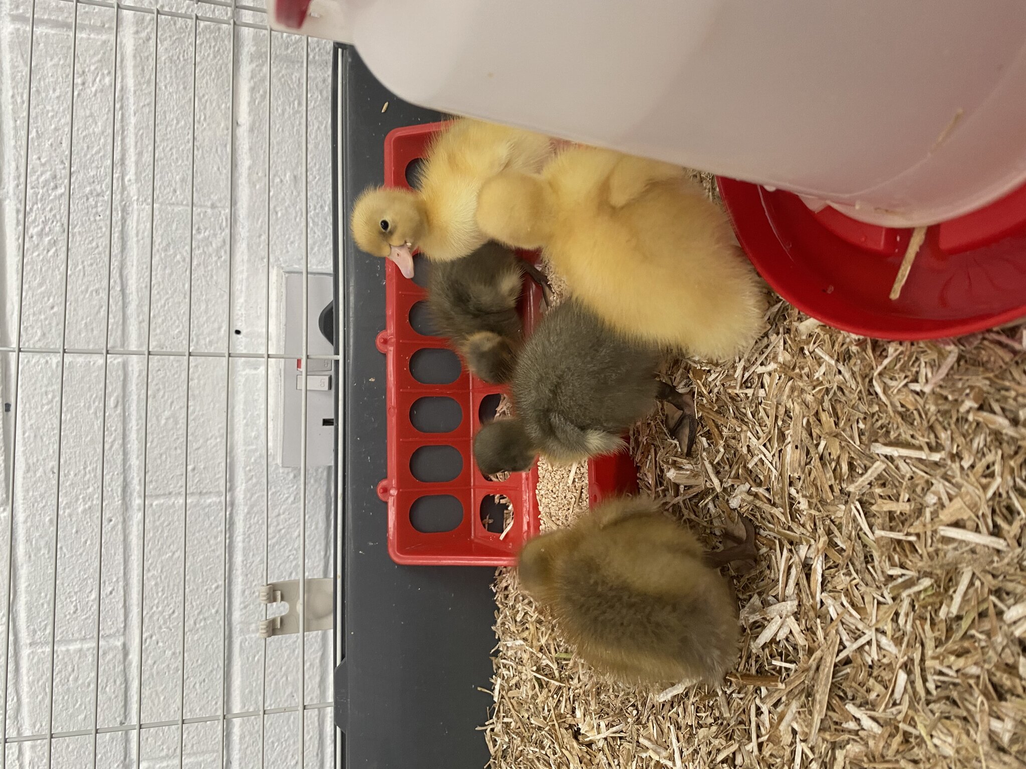 Image of Early Years Ducklings 