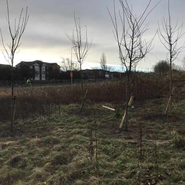 Image of Tree planting workshop