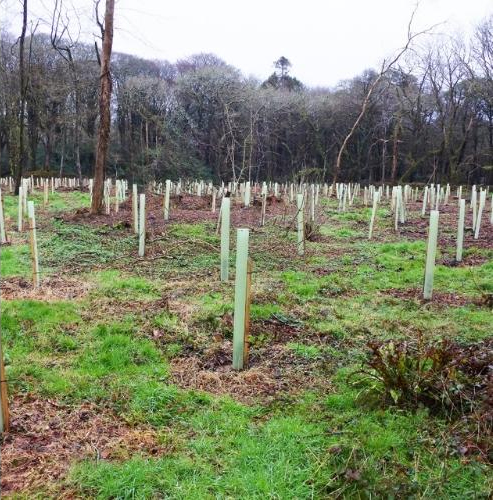 Image of Tree Planting Project