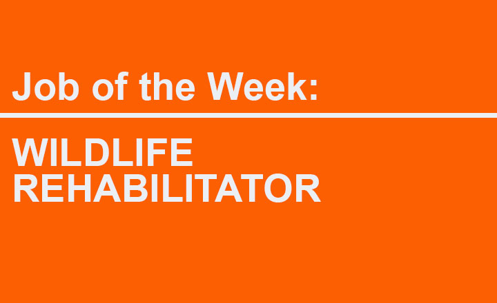 Image of Job of the week!