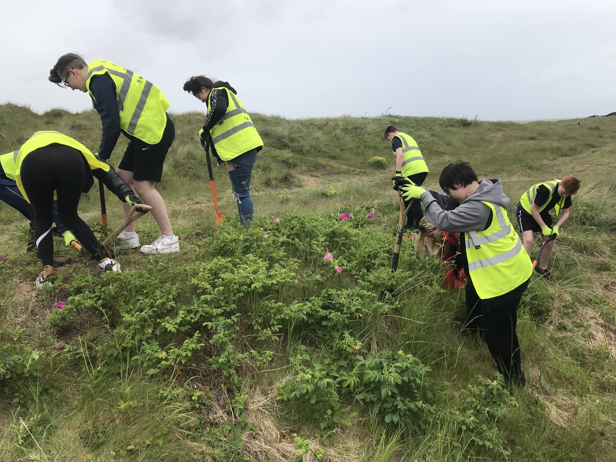 Image of Fylde Sand Dune Project