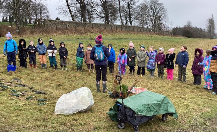 Tree Planting Tow Law