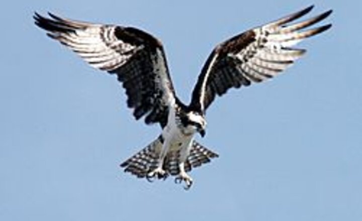 Image of Year 4 osprey research