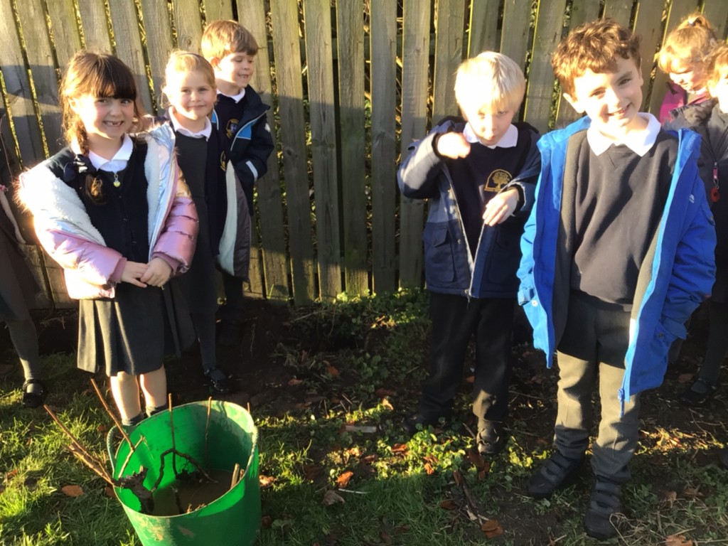 Image of Rehoming a Raspberry Bush