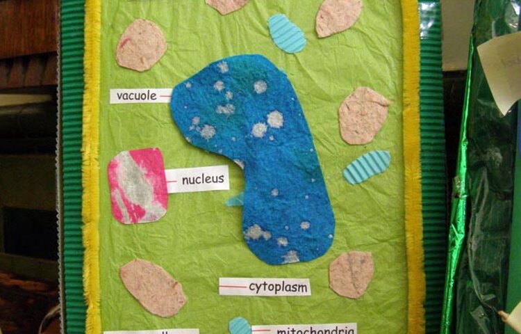 Image of Year 7 Science Cell Models