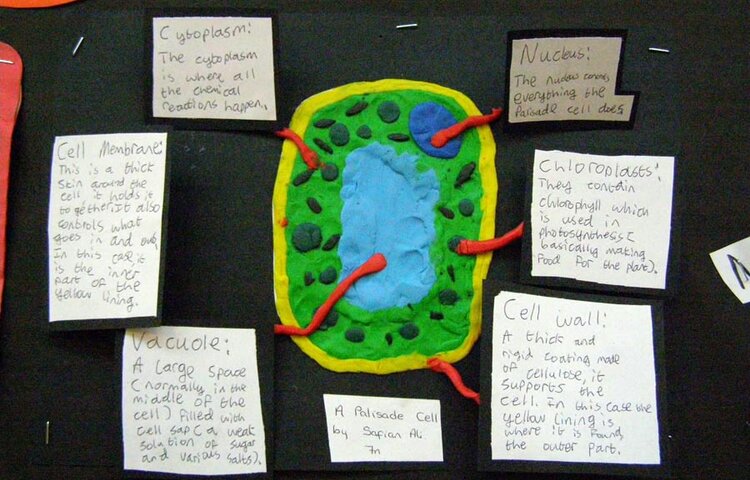 Image of Year 7 Science Cell Models