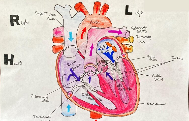 Image of Biology Drawings 