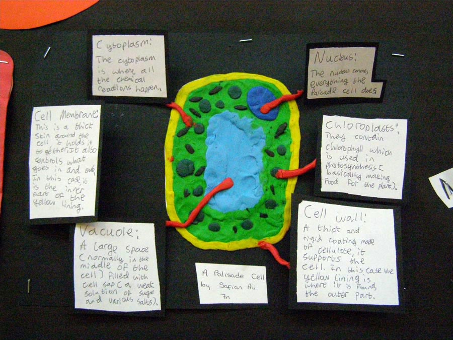 Year 7 Science Cell Models | Bacup & Rawtenstall Grammar School