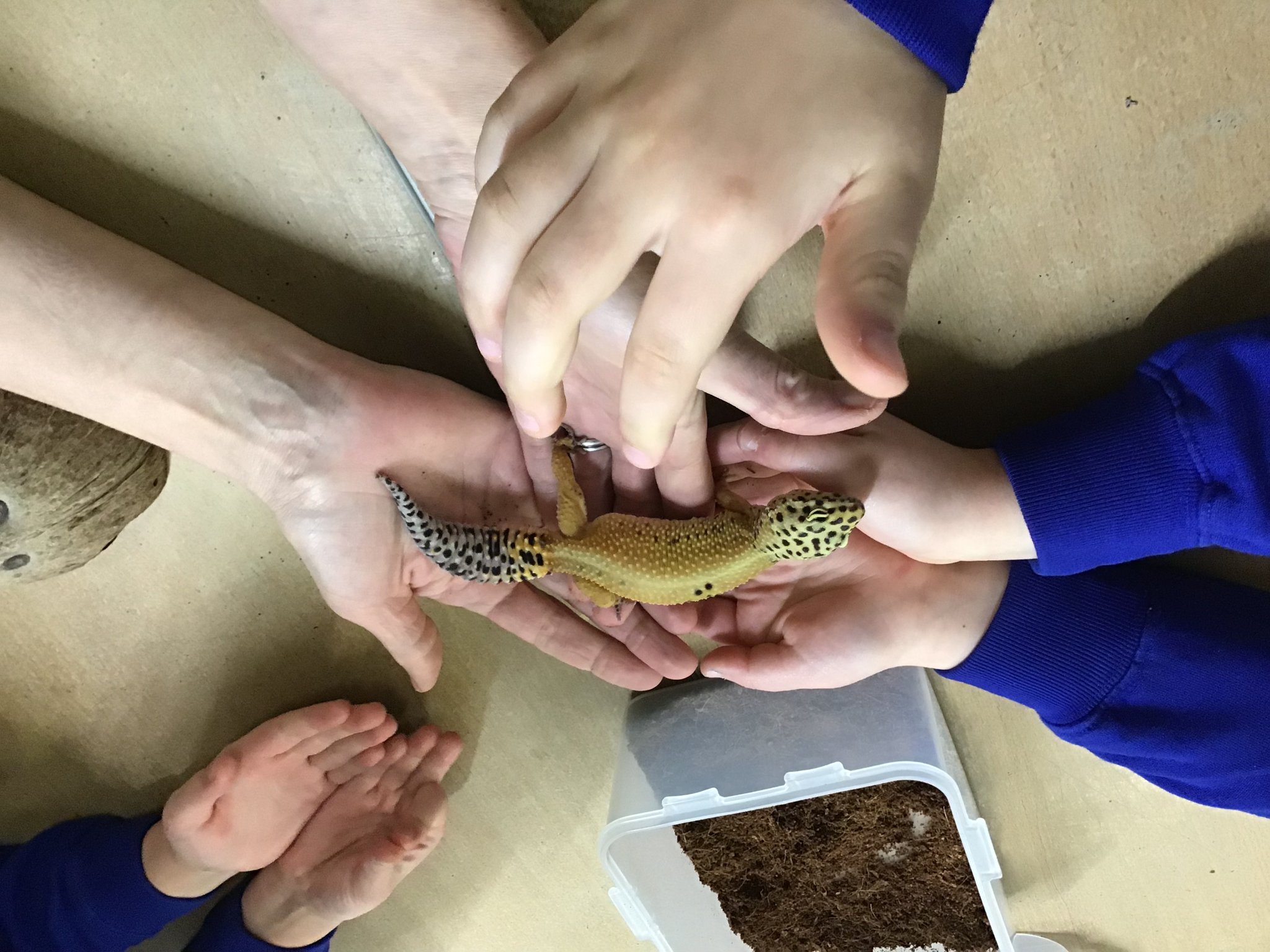 Image of Geckos, African land snails and more ......