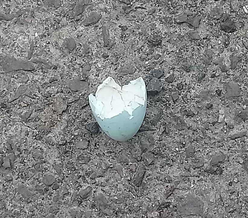 Image of Miss Goddard’s Update