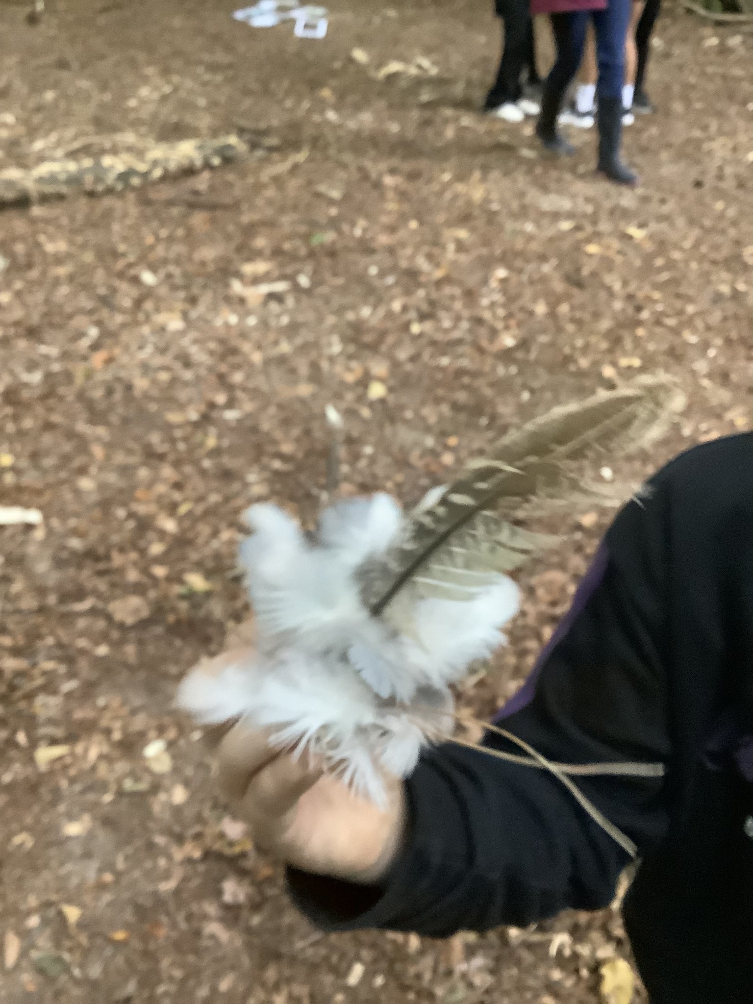 Image of Term 1 Year 6 Woodland trip 2026