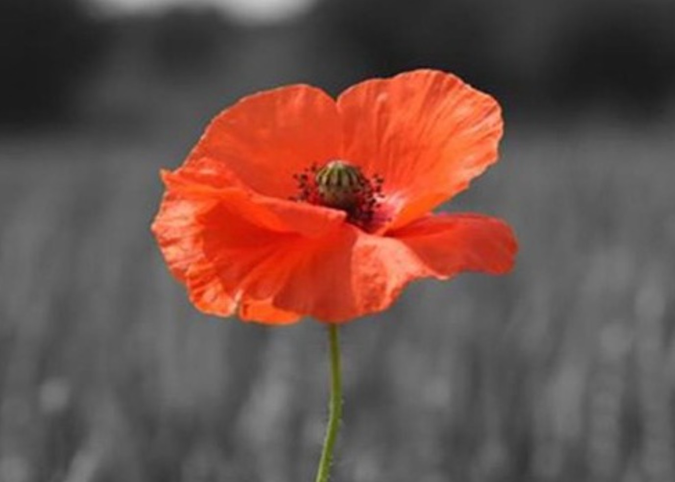 Image of Year 5 Worship Leaders Lead Thoughtful Remembrance Service