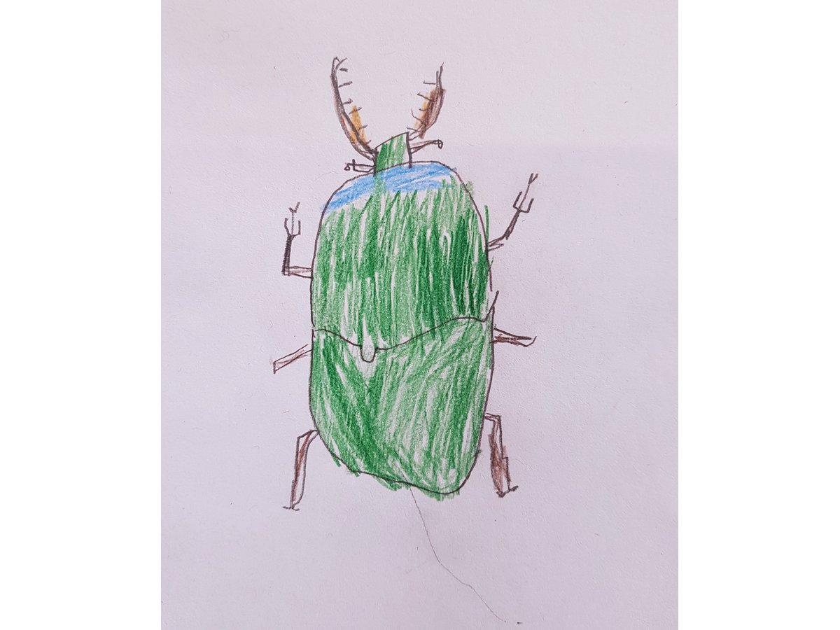 Beetle Detail: Observational Drawing (Autumn 2010) – Hannah's Art Club