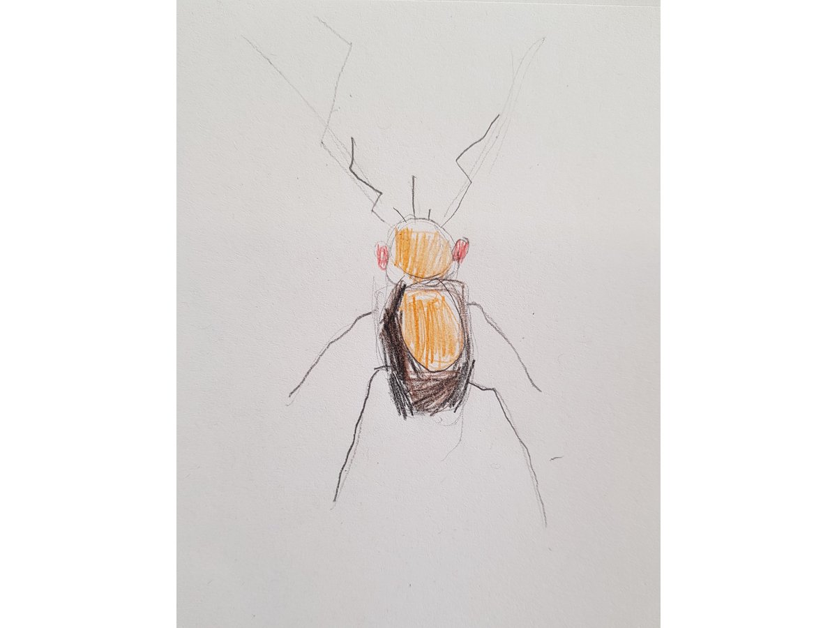 Beetle Detail: Observational Drawing (Autumn 2010) – Hannah's Art Club