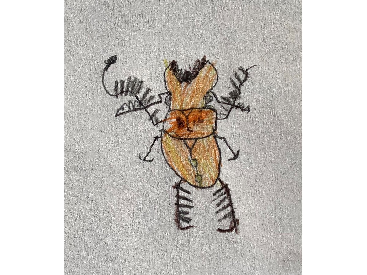 Beetle Detail: Observational Drawing (Autumn 2010) – Hannah's Art Club