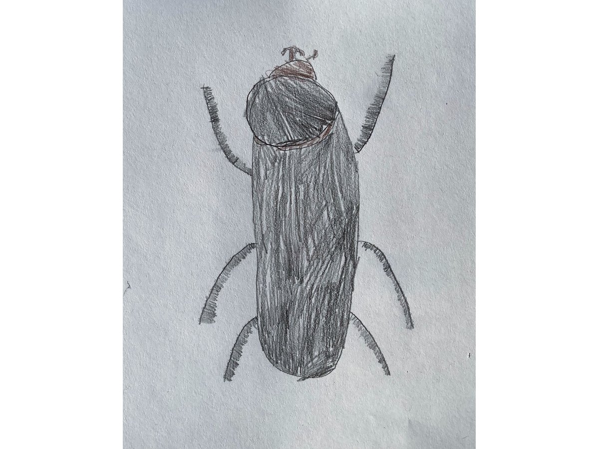 Beetle Detail: Observational Drawing (Autumn 2010) – Hannah's Art Club