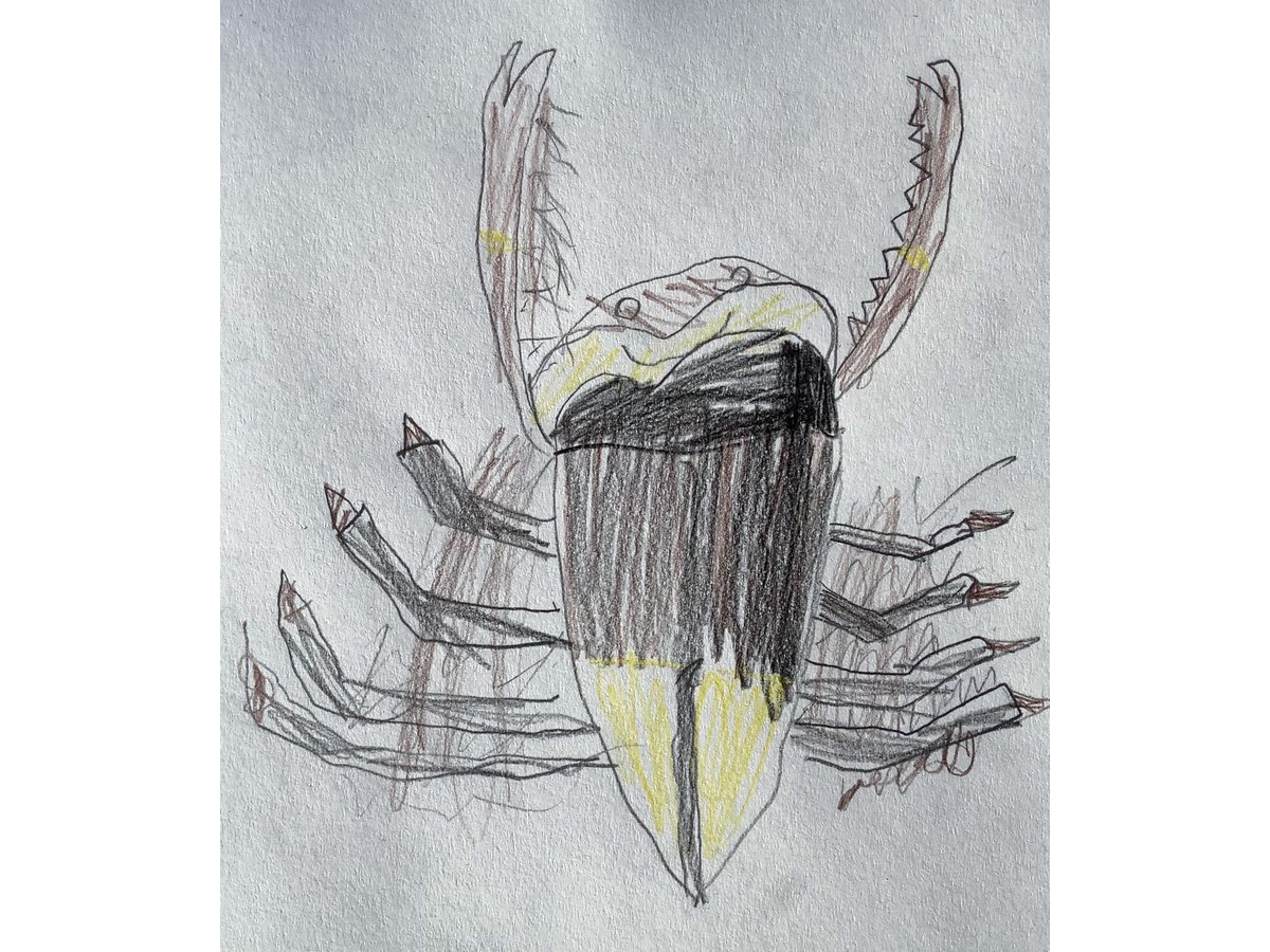 Beetle Detail: Observational Drawing (Autumn 2010) – Hannah's Art Club