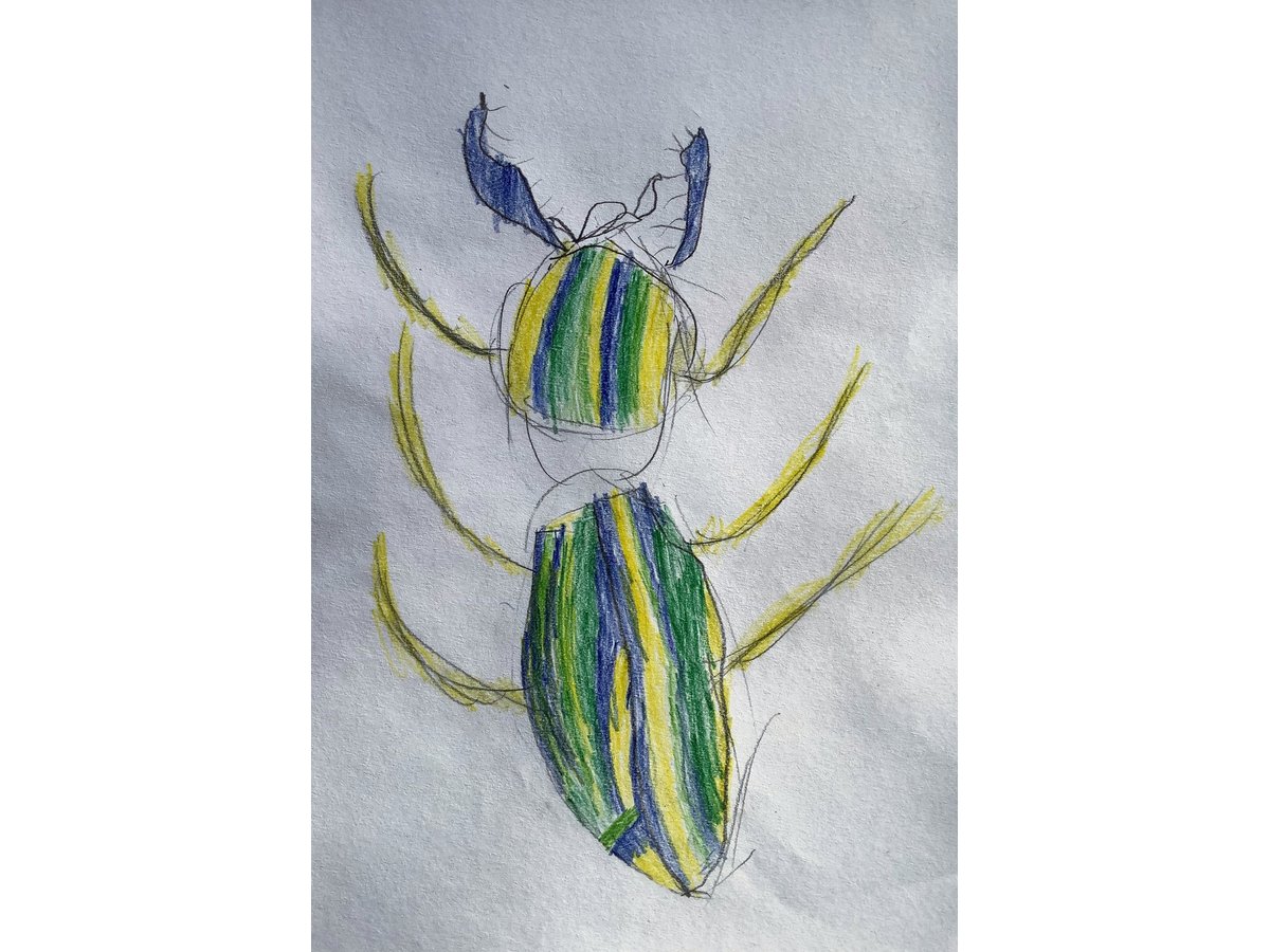 Beetle Detail: Observational Drawing (Autumn 2010) – Hannah's Art Club