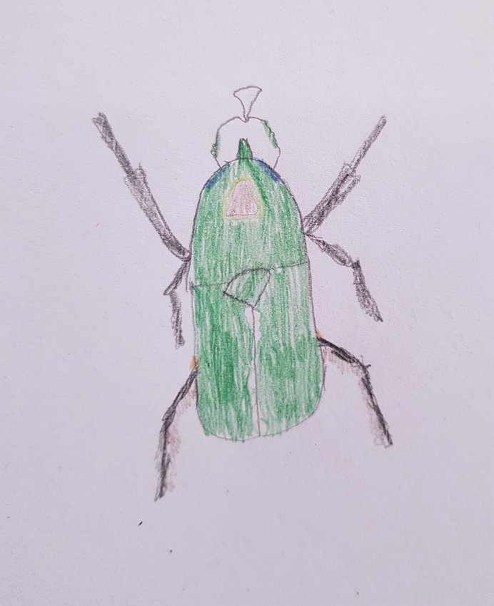 Beetle Detail: Observational Drawing (Autumn 2010) – Hannah's Art Club