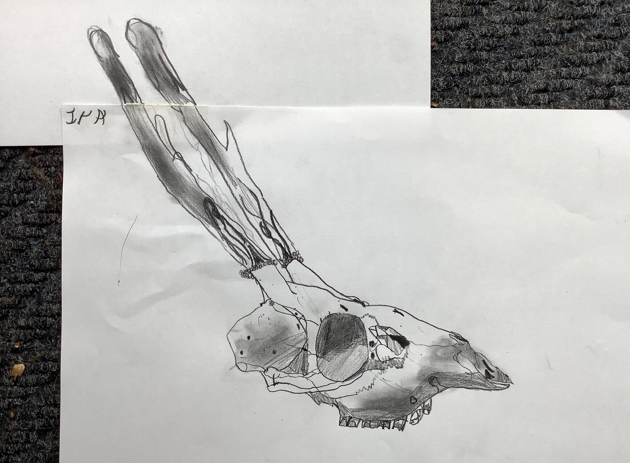 Image of Observational drawing of skulls - Year 6