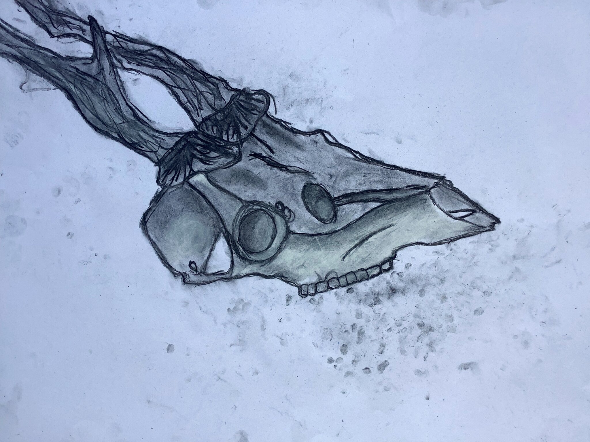 Image of 5JS - Observational drawing of skulls