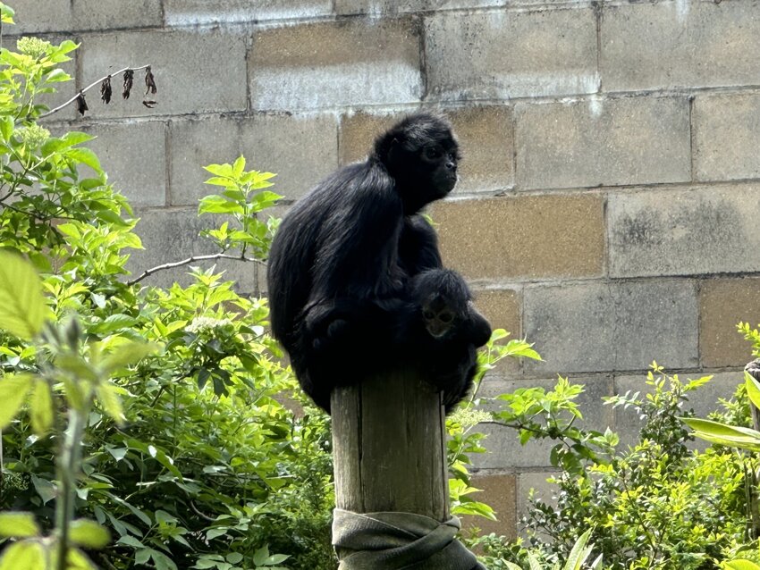 Image of Year 5's day at Chester Zoo