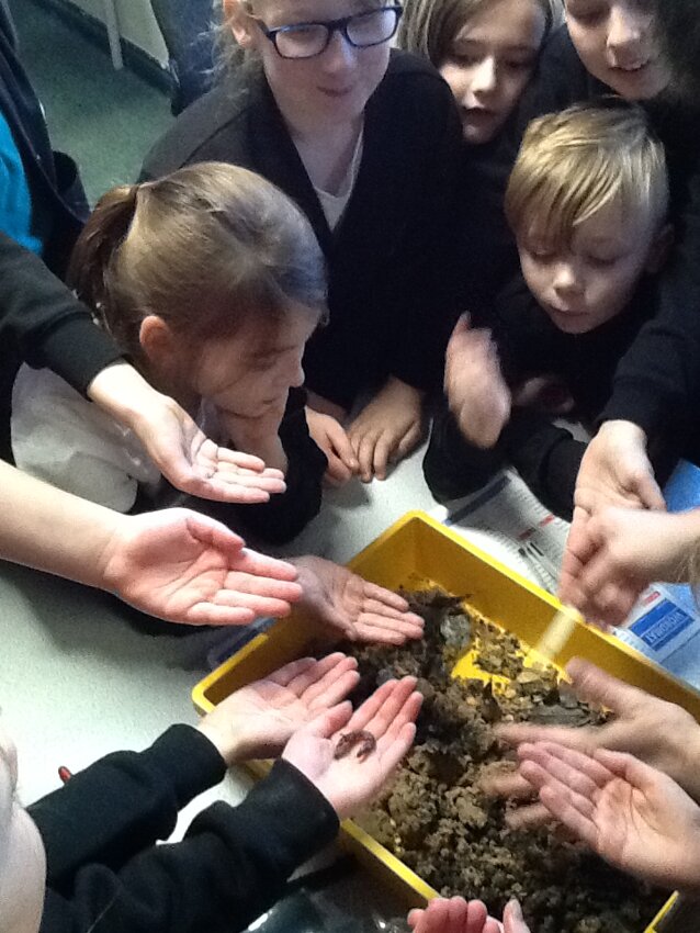Image of Year 5 Science - Worm Farm