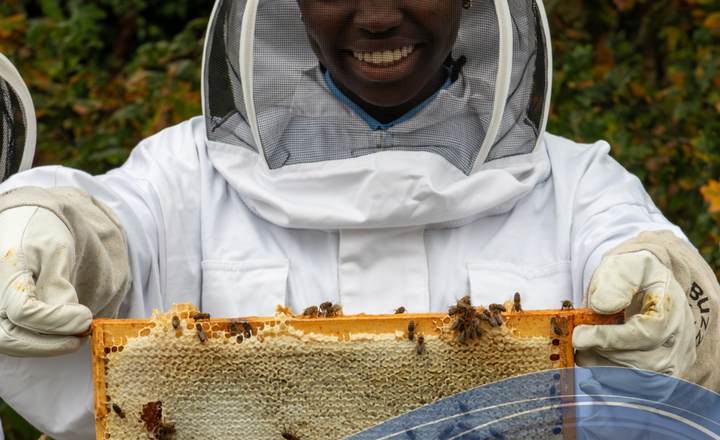 Image of Beehive Experience