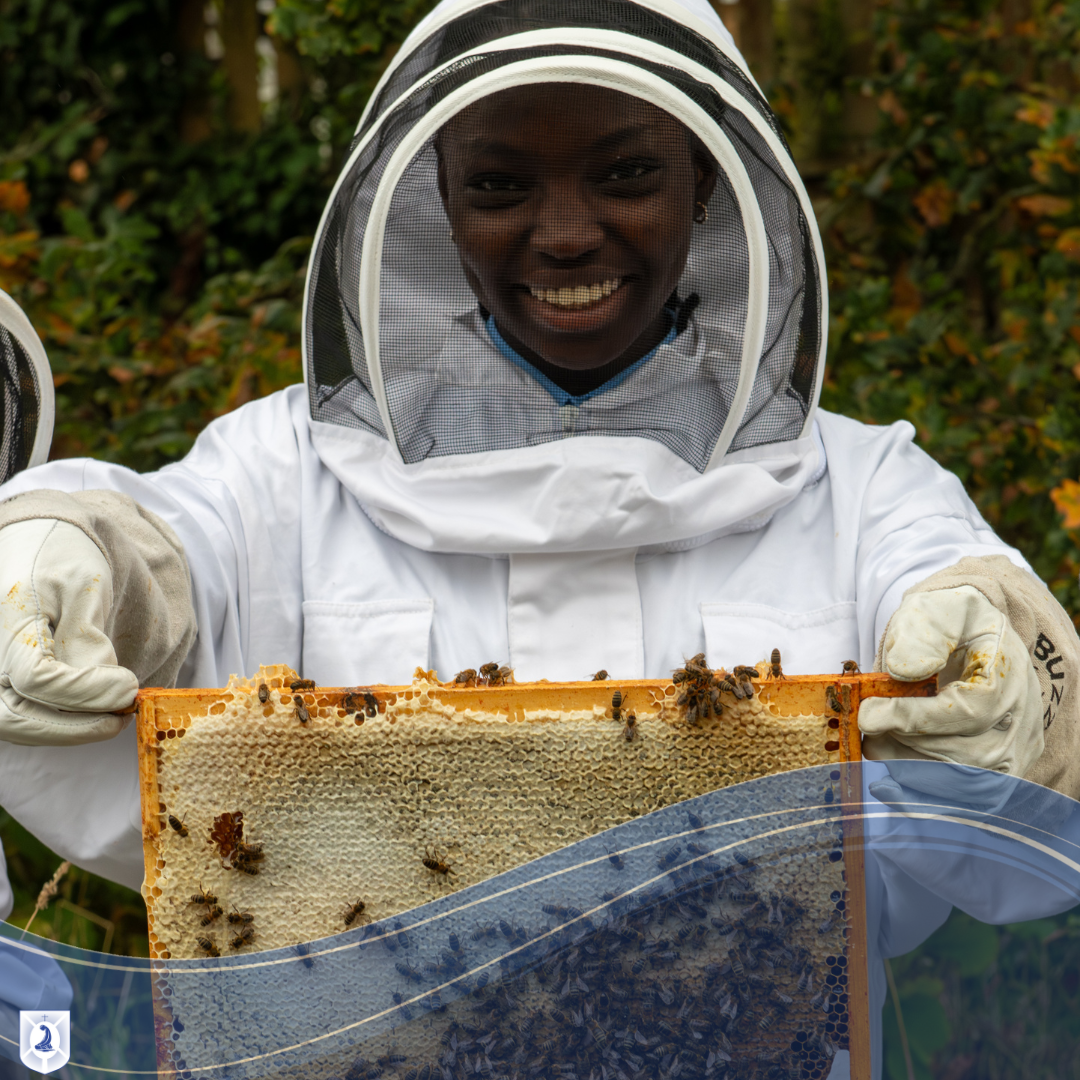 Image of Beehive Experience