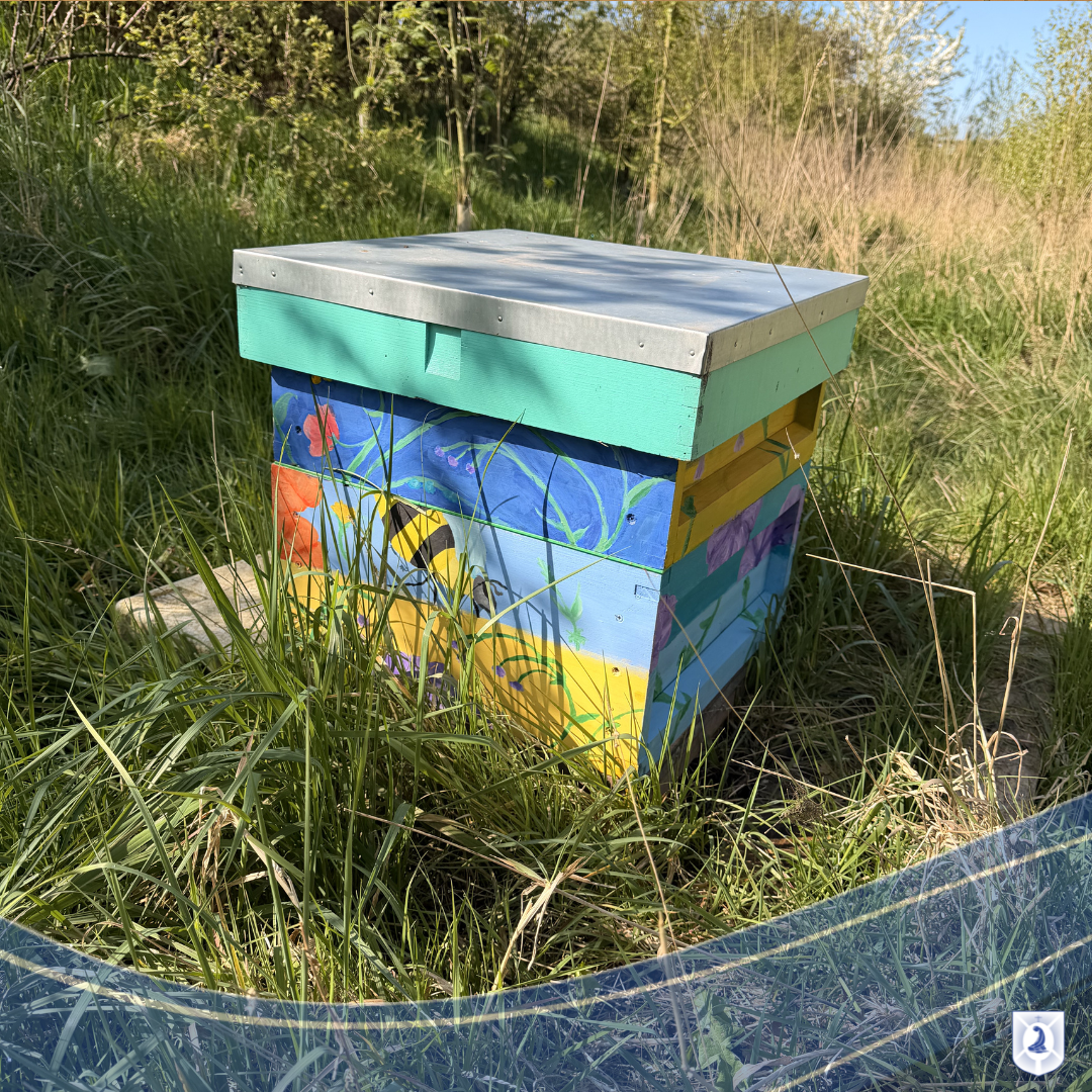 Image of New Beehives