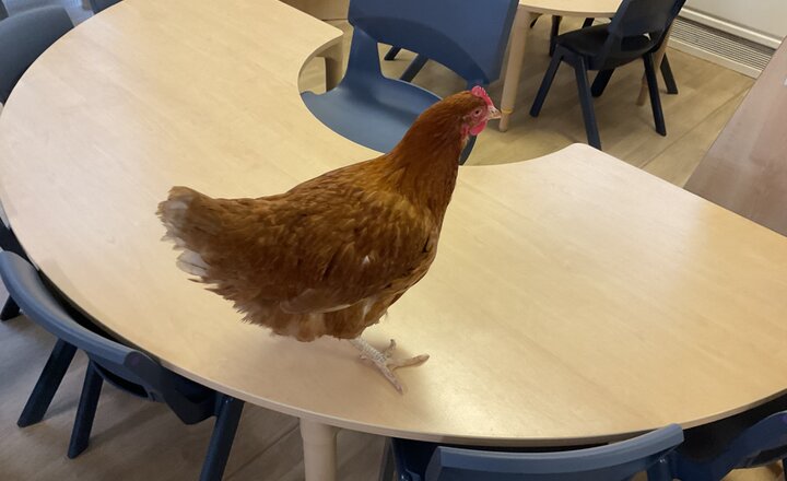 Image of Reception - Hen Visit